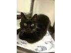 Adopt Daisy a Domestic Shorthair / Mixed cat in Santa Rosa, CA (38886866)
