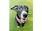 Adopt Timmy a Terrier (Unknown Type, Small) / Dachshund / Mixed dog in Ft.