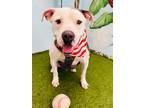 Adopt Cooper a American Staffordshire Terrier / Mixed dog in Ft.