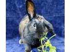 Adopt Pete a Black Other/Unknown / Mixed (short coat) rabbit in Burlingame