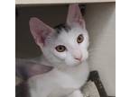 Adopt ELVIS a White (Mostly) Domestic Shorthair (short coat) cat in Glendale