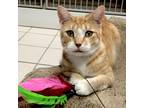 Adopt Tetris a Orange or Red Domestic Shorthair / Mixed cat in Lakeland