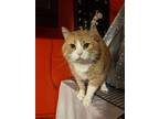 Adopt Charlie a Orange or Red (Mostly) Domestic Shorthair / Mixed (short coat)