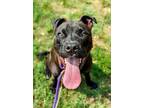 Adopt Rico a Black Mixed Breed (Medium) / Mixed dog in Cincinnati, OH (38707917)