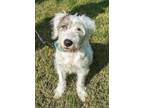 Adopt Sadie a Mixed Breed (Medium) dog in Kennesaw, GA (38683327)