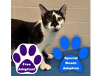 Adopt Nose a White Domestic Shorthair / Domestic Shorthair / Mixed cat in