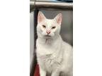Adopt Bell a White Domestic Shorthair (short coat) cat in mishawaka