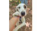 Adopt Lovey a English Pointer / Mixed dog in York, SC (38674355)
