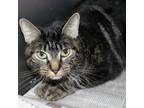 Adopt Oakley a Domestic Short Hair