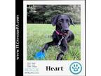 Adopt Heart 072923 a Black - with White Labrador Retriever / Mixed dog in