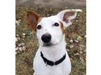 Adopt Jack a Jack Russell Terrier / Mixed dog in Sheboygan, WI (38627698)