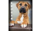 Adopt Brogan a Hound (Unknown Type) / Black Mouth Cur / Mixed dog in