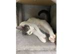 Adopt Freyja a Gray or Blue (Mostly) Domestic Shorthair / Mixed (short coat) cat