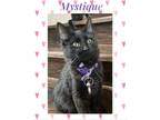 Adopt Mystique a Domestic Shorthair / Mixed (short coat) cat in Chandler