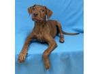 Adopt Brinkley a Red/Golden/Orange/Chestnut Retriever (Unknown Type) / Mixed dog