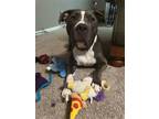 Adopt Dozer a Gray/Silver/Salt & Pepper - with White American Staffordshire