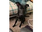 Adopt Goober a Black - with White Labrador Retriever / German Shepherd Dog /