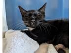Adopt Licorice a All Black Domestic Shorthair / Domestic Shorthair / Mixed cat