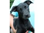 Adopt Chance 37624 a Black Labrador Retriever / Mixed dog in Prattville