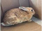 Adopt MARILYN BUNROE a Bunny Rabbit