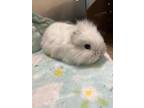 Adopt CAROLINO a Bunny Rabbit