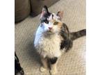Adopt Jazzy 'Jazabelle' a Calico or Dilute Calico Domestic Shorthair / Mixed