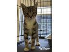 Adopt Willow a Brown Tabby Domestic Shorthair / Mixed cat in Surrey