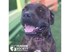Adopt SIENNA a Brindle Staffordshire Bull Terrier / Mixed dog in Tucson