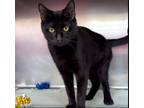 Adopt Pretzel a All Black Domestic Shorthair / Domestic Shorthair / Mixed cat in