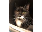 Adopt Bessie - In Foster a Domestic Shorthair / Mixed cat in Richmond