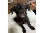 Adopt SQUID a Black Labrador Retriever / Australian Kelpie / Mixed dog in