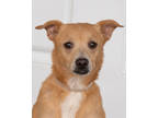 Adopt Sissy a Tan/Yellow/Fawn Terrier (Unknown Type, Small) / Mixed dog in