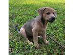 Adopt Leann a Mixed Breed (Medium) / Mixed dog in Sharpsburg, GA (38797597)