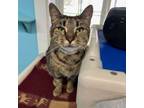 Adopt Tiger Lilly a Domestic Short Hair