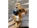 Adopt Lori a Mixed Breed (Medium) / Mixed dog in Sharpsburg, GA (38797591)
