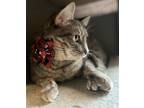 Adopt Briar Rose a Gray, Blue or Silver Tabby Domestic Shorthair / Mixed (short