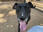 Adopt COTTON CANDY (TV Celebrity) a Black Mixed Breed (Large) / Mixed dog in