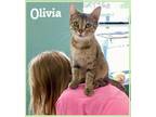 Adopt Olivia (FCID# 07/19/2023 - 36 Trainer) a Domestic Shorthair / Mixed (short