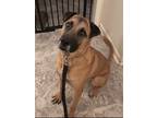 Adopt Rebel a Tan/Yellow/Fawn - with Black Black Mouth Cur / Carolina Dog /