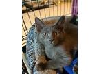 Adopt Heron a Gray, Blue or Silver Tabby Domestic Shorthair (short coat) cat in