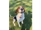 Adopt Hoggle a Hound (Unknown Type) / Mixed dog in Bloomington, IN (38762126)