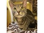 Adopt Fiona a Domestic Shorthair / Mixed (short coat) cat in Fall River