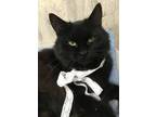 Adopt Black Beauty a All Black Domestic Longhair / Mixed (long coat) cat in