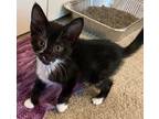 Adopt Piglet a Black & White or Tuxedo Domestic Shorthair / Mixed (short coat)