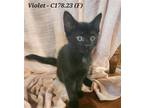 Adopt Foster Violet a Black (Mostly) Domestic Shorthair / Mixed (short coat) cat