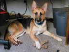 Adopt FOXTROT a German Shepherd Dog