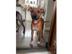 Adopt WILLOW a Pit Bull Terrier, Mixed Breed