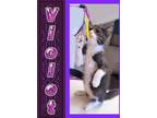 Adopt Violet a Domestic Shorthair / Mixed (short coat) cat in Mena
