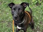 Adopt HOLLIE a Pit Bull Terrier, Mixed Breed