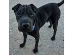 Adopt Sierra a Black Shar Pei / Mixed dog in Vail, AZ (38763162)
